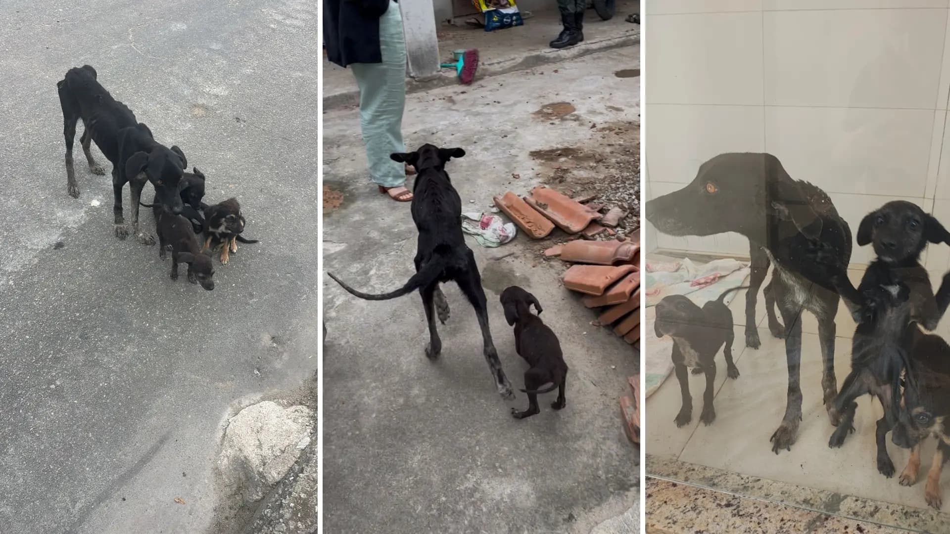 Homem Detido por Maus-Tratos a Cães em Itapemirim