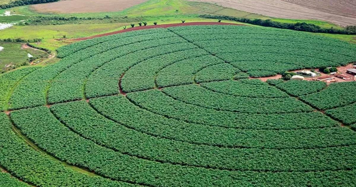 Fim da Moratória da Soja Ameaça 1,4 Milhão de Hectares na Amazônia