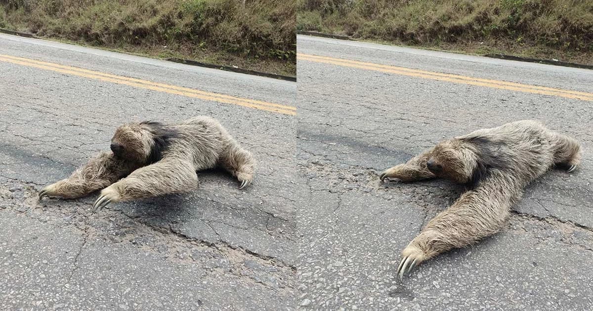 Preguiça-de-Coleira em Rodovia Capixaba: Um Alerta Silencioso