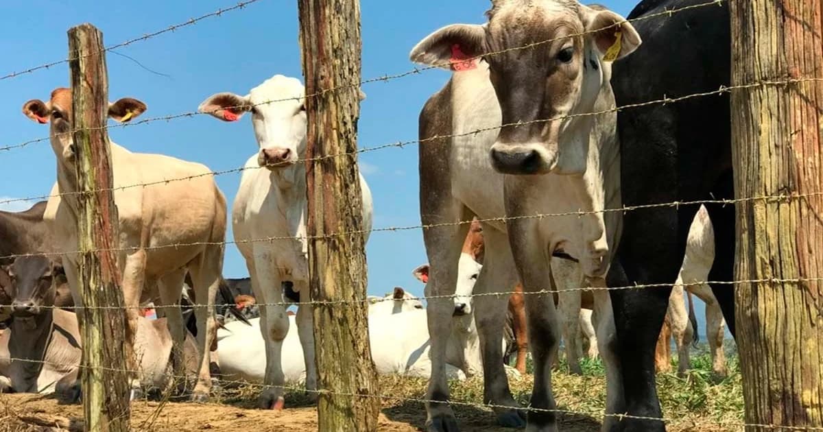Alerta Sanitário: Produtores Capixabas Correm Contra o Tempo para Atualizar Cadastro de Rebanhos