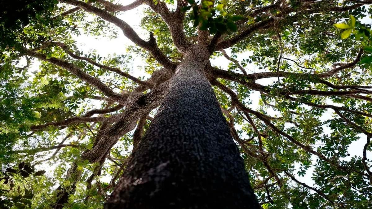 Perda Cultural Amazônica em Risco: Mudanças Climáticas Ameaçam Saberes Ancestrais