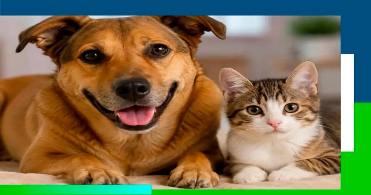 Cachoeiro Celebra Dia Dedicado aos Animais com Evento Abrangente