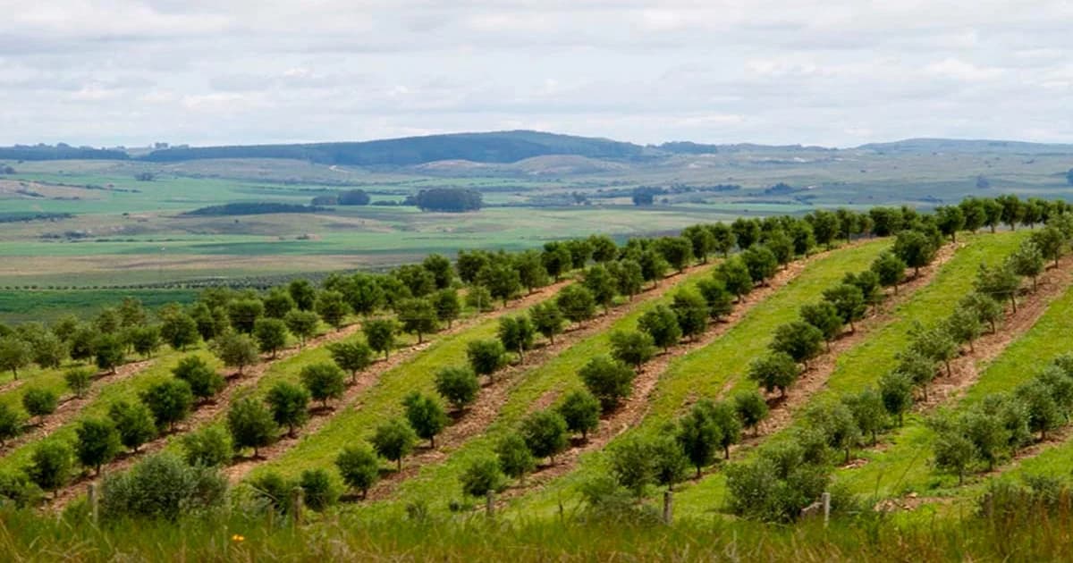 Prevenção no Campo: Embrapa Orienta Agro do Sul Contra El Niño Prolongado