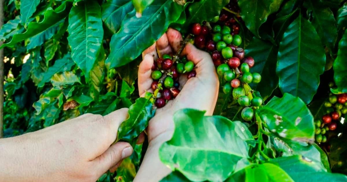 Cachoeiro Abre Inscrições para Concurso de Cafés de Qualidade