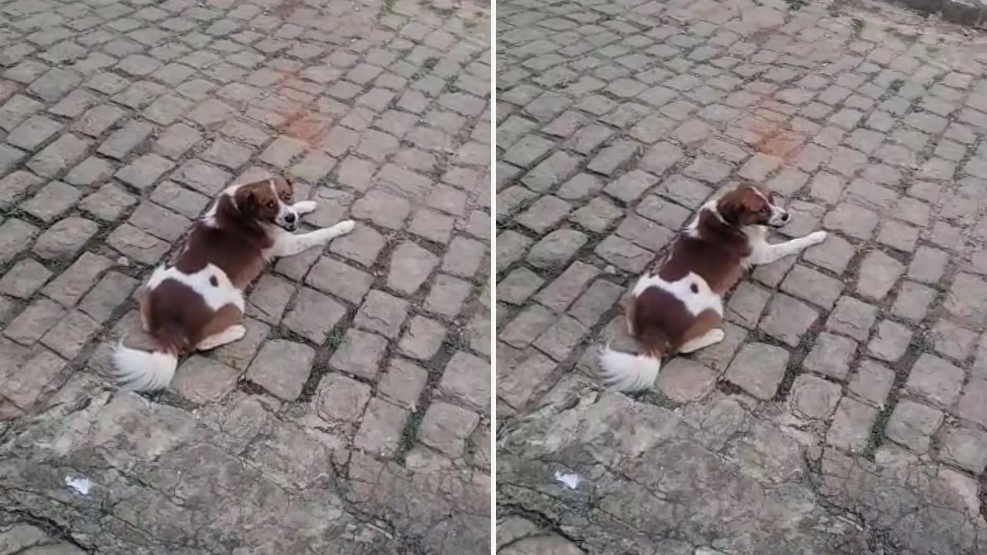 Policial Civil Dispara e Mata Cão em Cachoeiro de Itapemirim Após Perseguição
