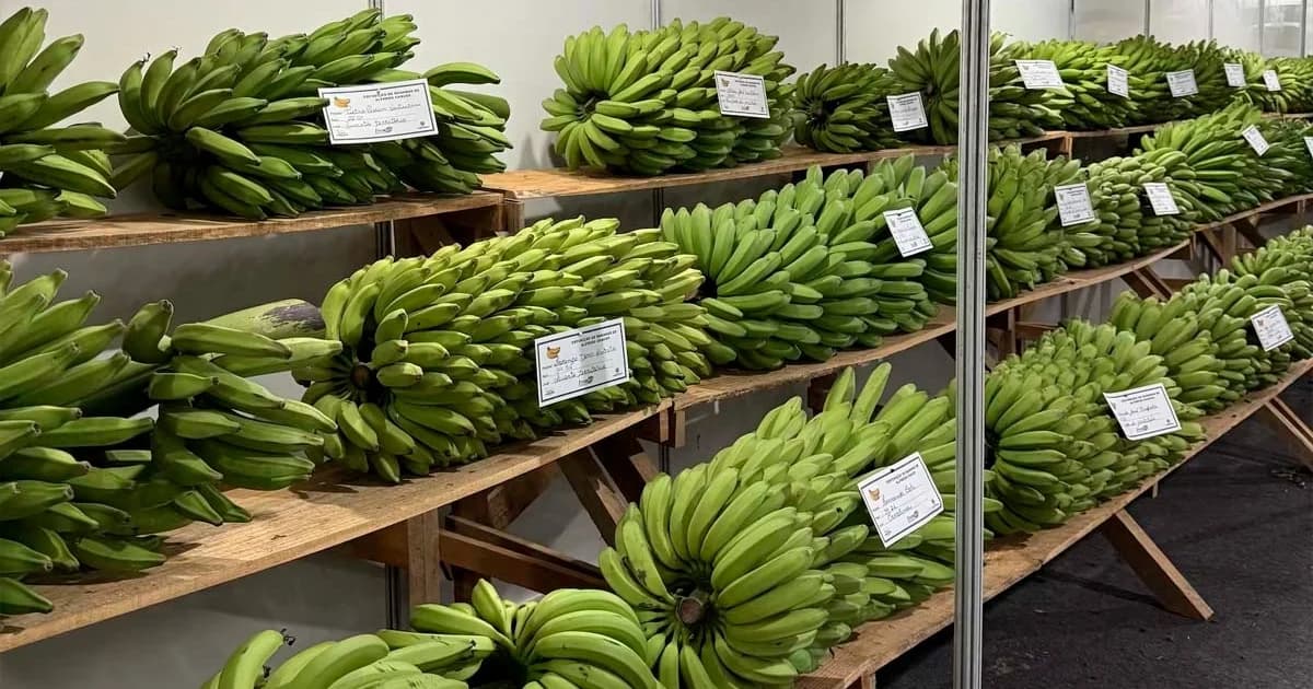 Alfredo Chaves Celebra Cultivo da Banana com Concurso Tradicional