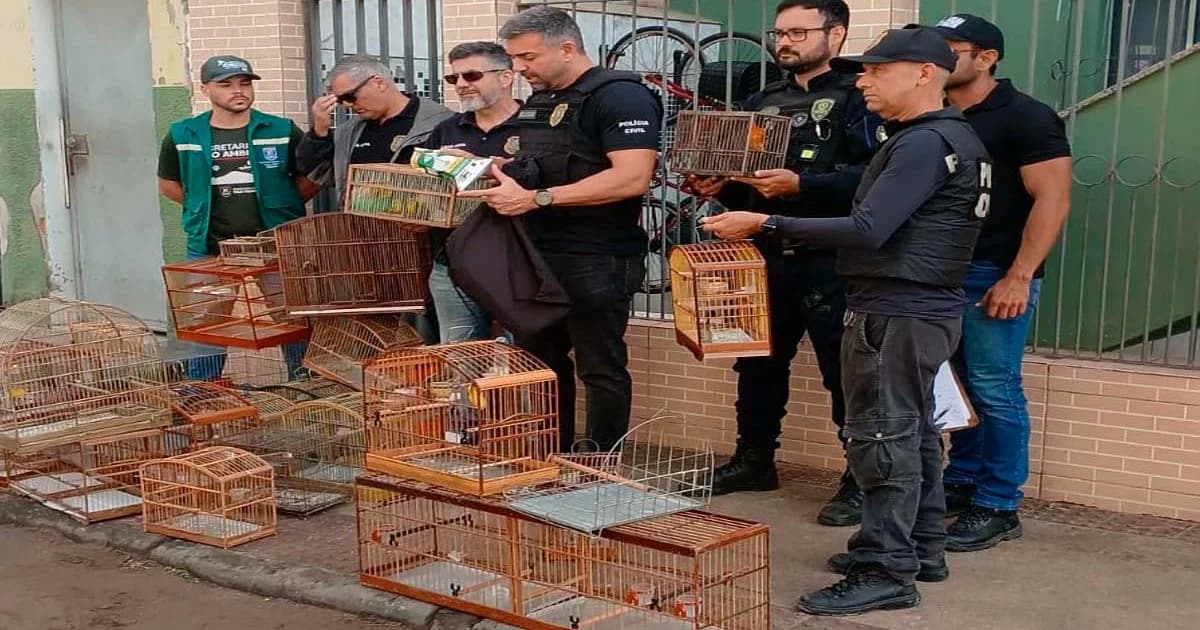 Operação apreende 22 aves vítimas de tráfico ilegal na Feira de Aribiri, em Vila Velha