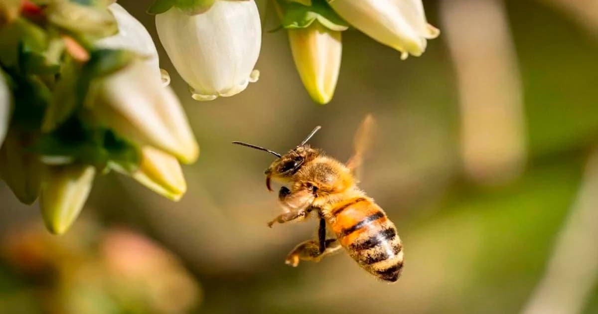 Idaf orienta produtores a redobrarem cuidados com agrotóxicos durante a florada do café