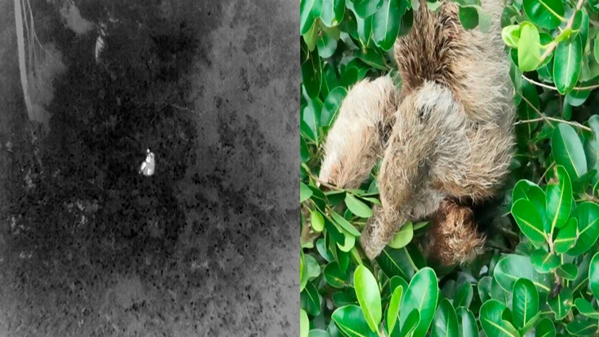 Drones com câmeras térmicas ajudam a identificar espécies ameaçadas na Serra das Torres