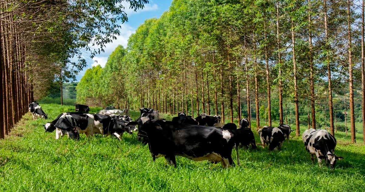 Pecuária Capixaba Inova Rumo à Sustentabilidade e Redução de Emissões