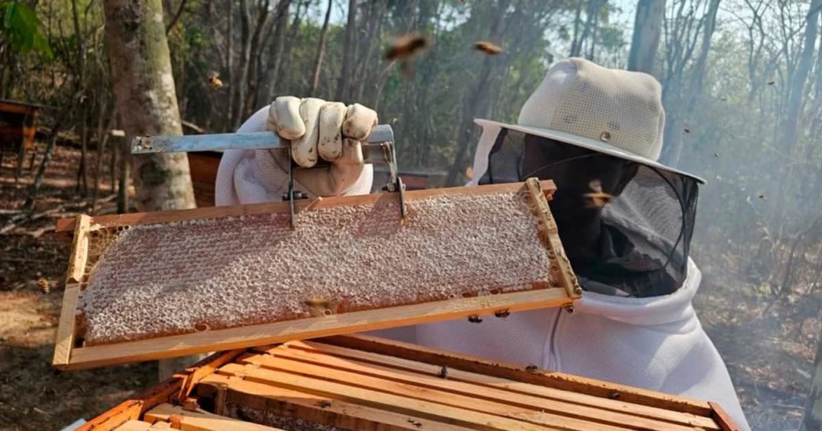 Apicultura no Norte Capixaba: Potencial Econômico e Desafios em Foco