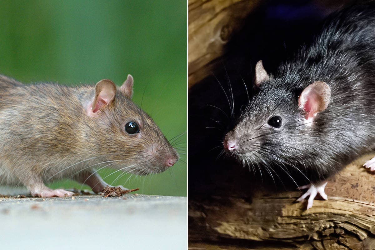 Paraná Confirma Casos de Hantavirose e Reforça Vigilância