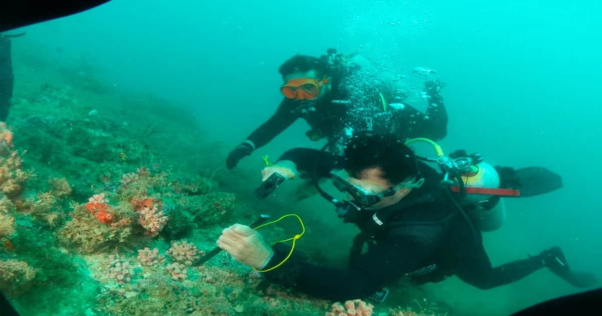 Iema remove quase 3 mil colônias de corais invasores em Guarapari