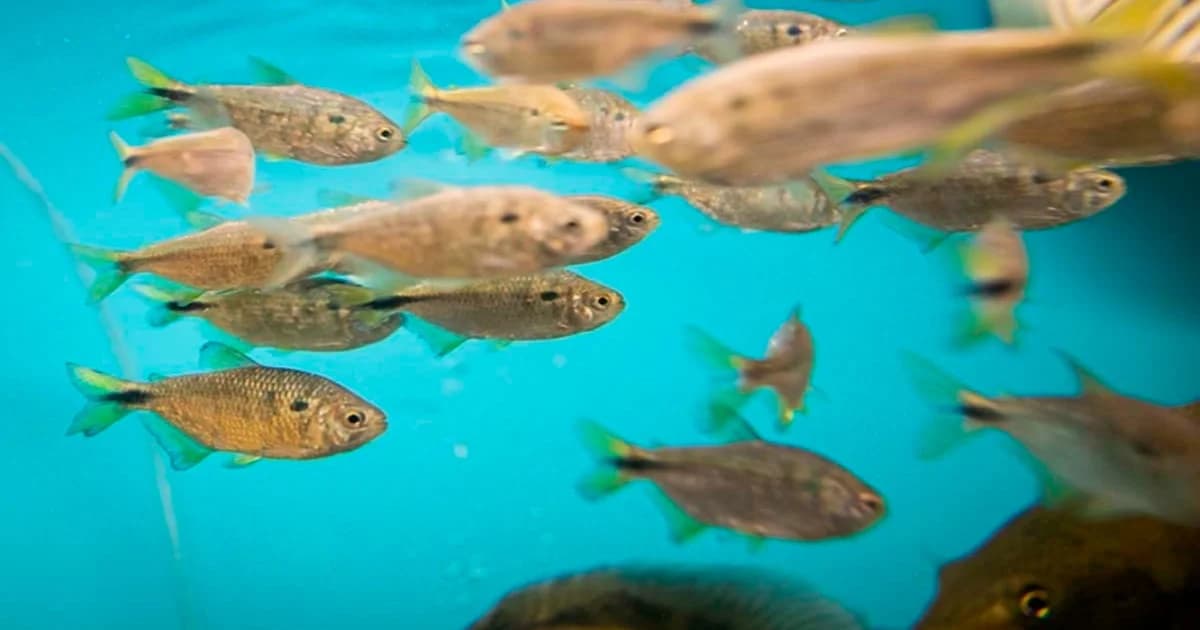 Aquicultura: Nova Regra de Licenciamento Ganha Forma