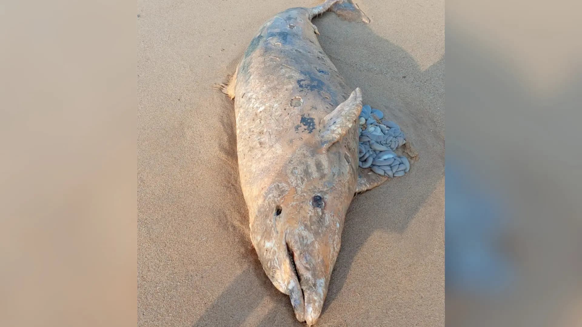 Golfinho Encontrado Sem Vida no Litoral Capixaba