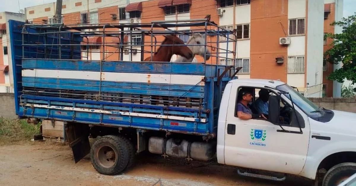 Cachoeiro Combate Risco Viário com Captura de Cavalos Soltos