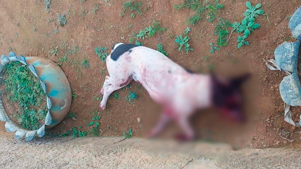 Homem Preso por Crueldade Extrema Contra Animal