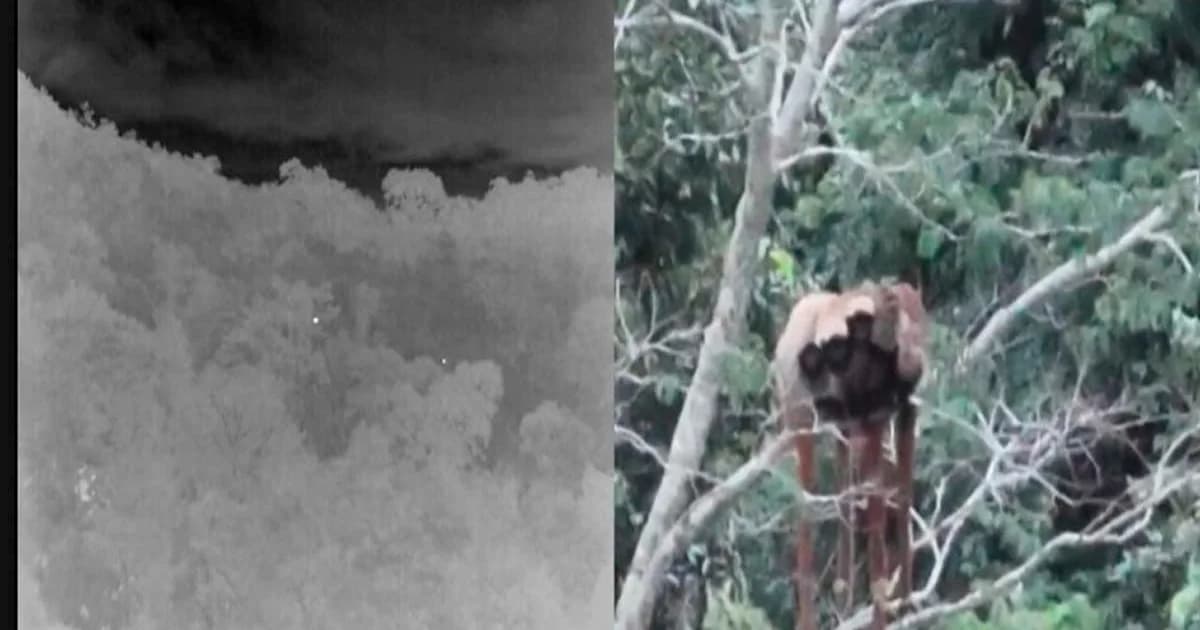 Família de Macacos Guigós Surge em Flagrante Raro na Serra das Torres