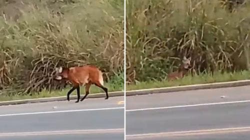 Lobo-guará em Cena: Animal Silvestre é Flagrado em Estrada do Caparaó Capixaba