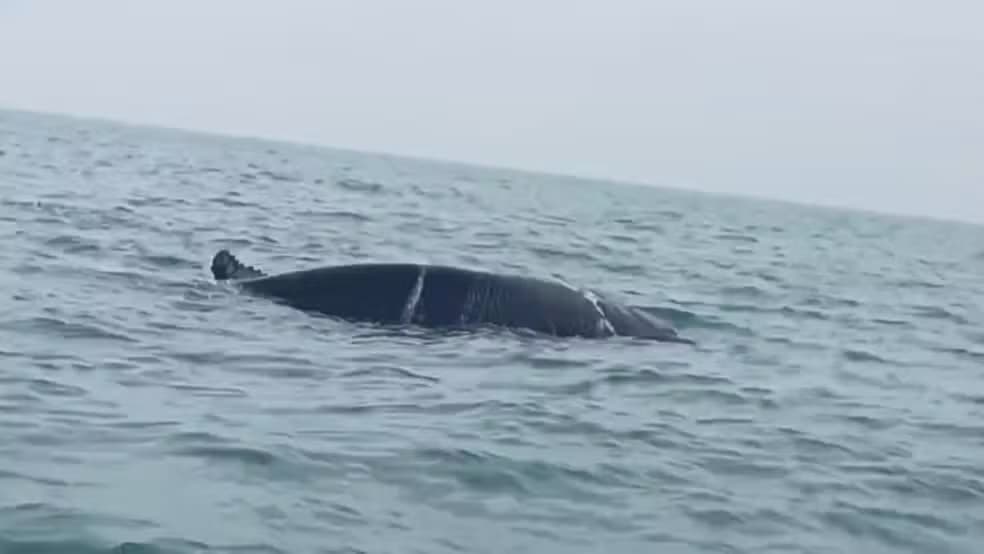 Baleia Jubarte Resgatada de Rede de Pesca em Guarapari