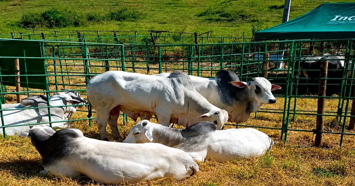 Feira de Touros Impulsiona Genética na Pecuária Capixaba