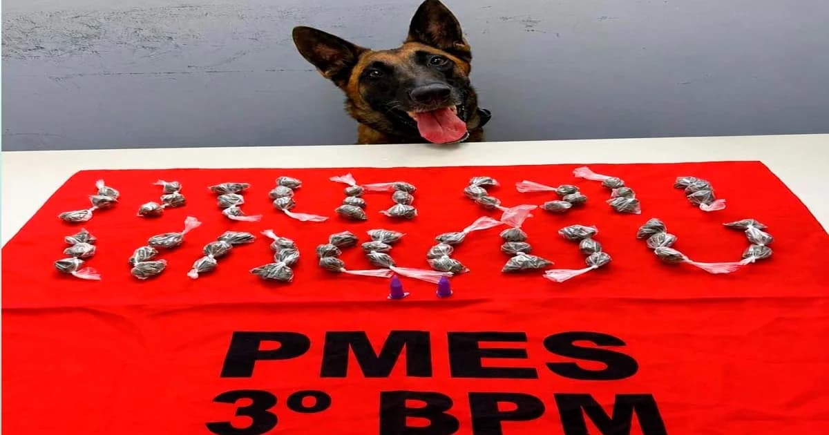 Operação K9: Cão Farejador Alga Localiza Drogas em Guaçuí