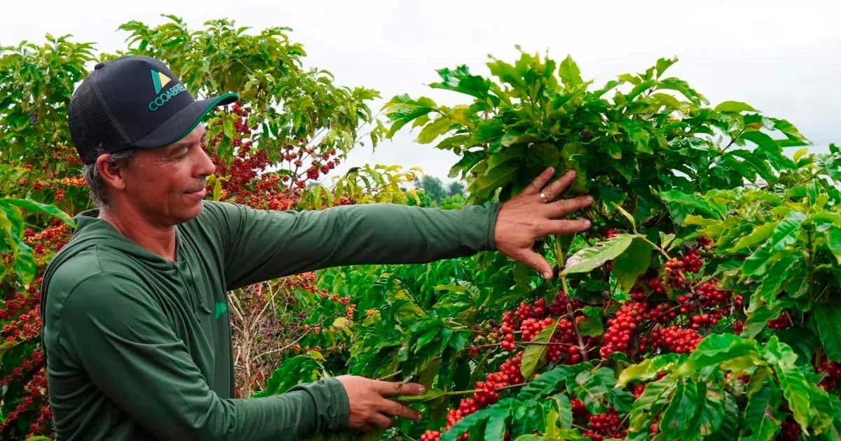 Cooabriel Impulsiona Cafés Especiais com Premiação Recorde em 2026