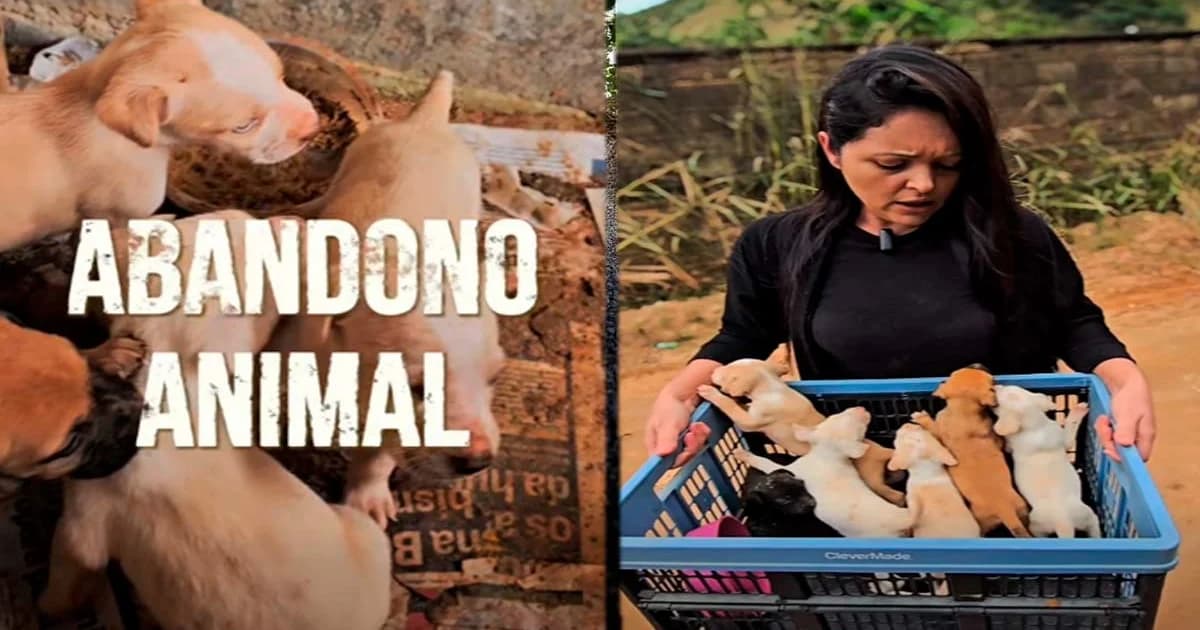 Abandono Animal: Prefeitura de Muqui Alerta para Consequências Legais