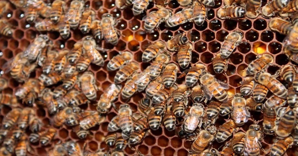 Sete Décadas de Africanização: O Legado Transformador das Abelhas no Brasil