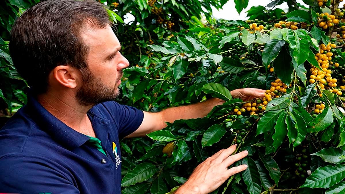 Pesquisas do Incaper apontam alta produtividade do café orgânico no Espírito Santo