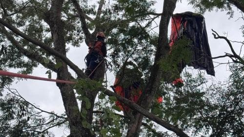Piloto de Wingsuit é Resgatado em Árvore após Salto Inesperado