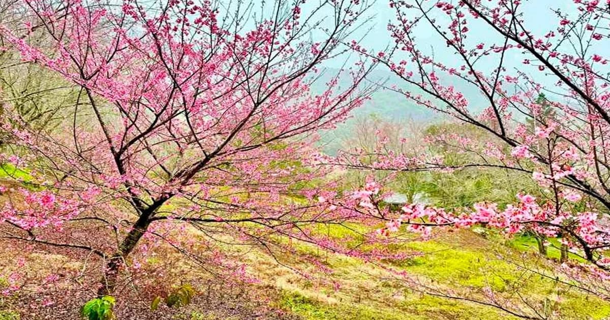 Circuito das Cerejeiras Floresce e Consolida Redentor como Polo Turístico