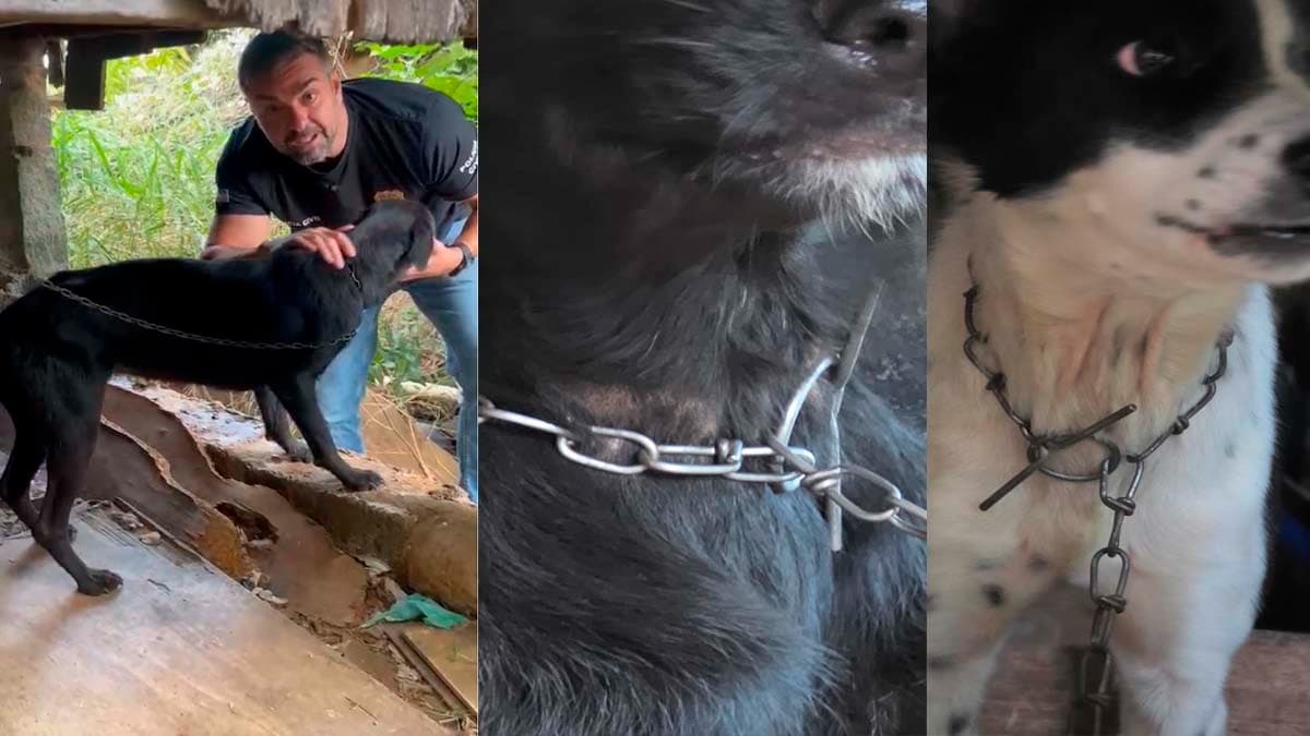 Resgate Emocionante: Cães Sobrevivem a Anos de Maus-Tratos em Vila Velha