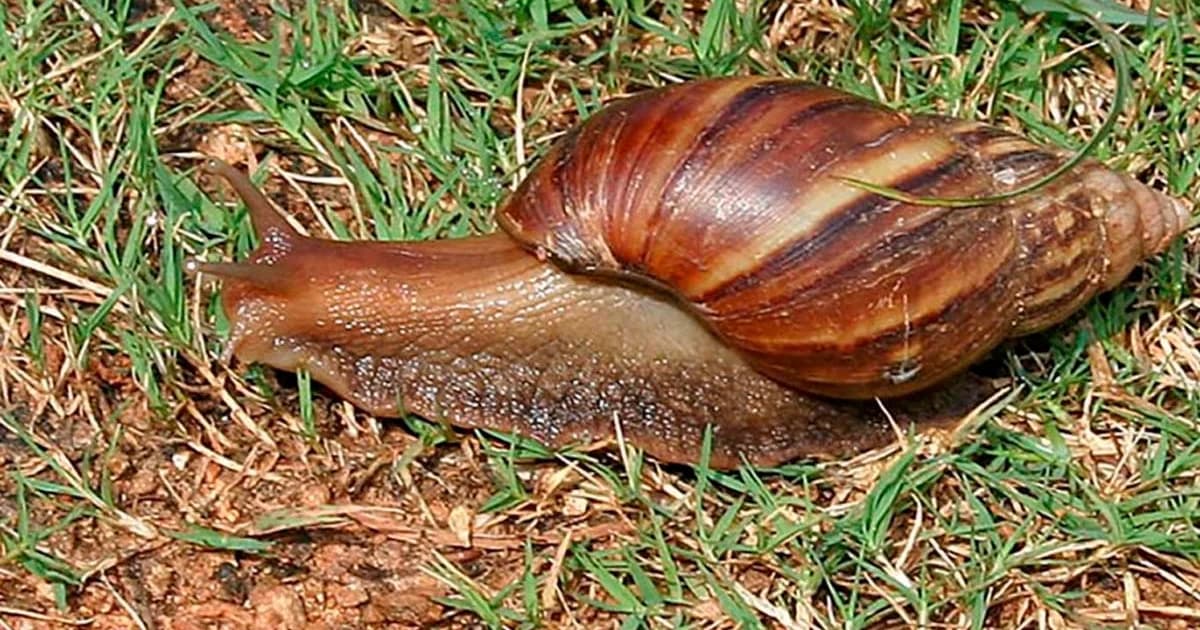 Alerta Máximo: Cachoeiro Luta Contra Proliferação de Caramujo-Africano