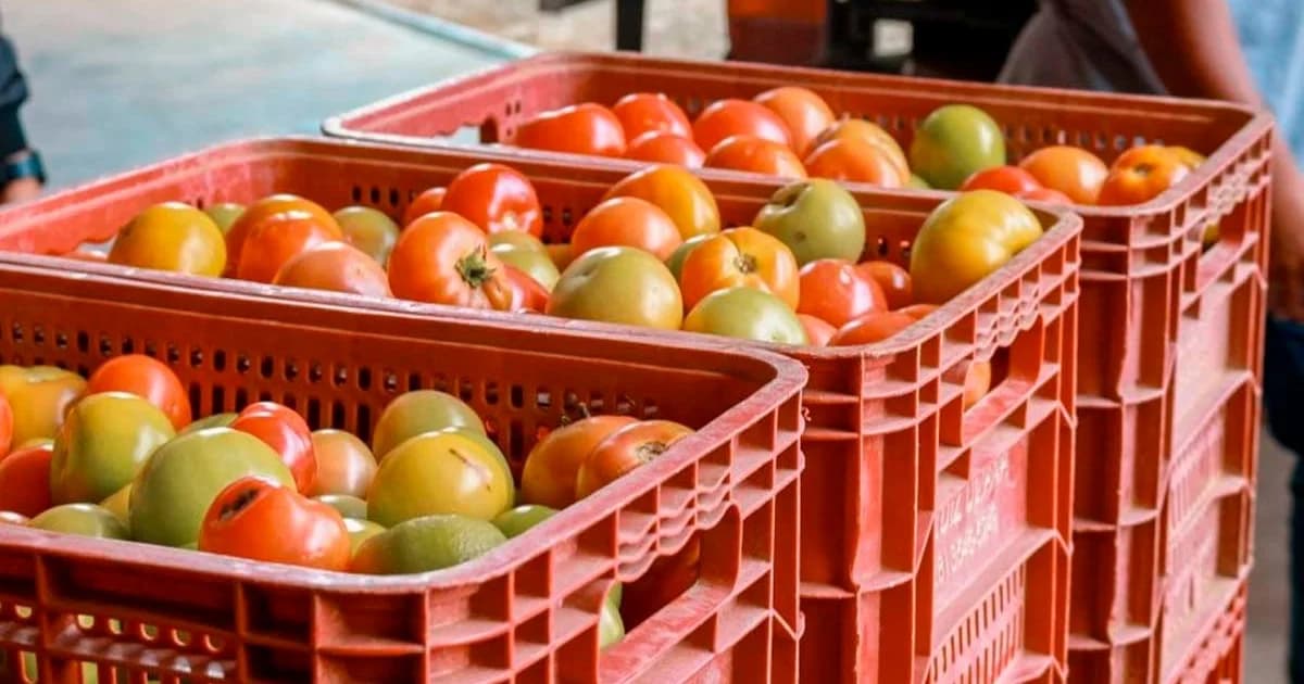 Cachoeiro Abre Inscrições para Conselho de Segurança Alimentar