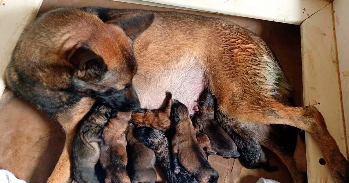 Heróis de Quatro Patas: PF Celebra Cães Policiais e Futuro da Tropa K-9