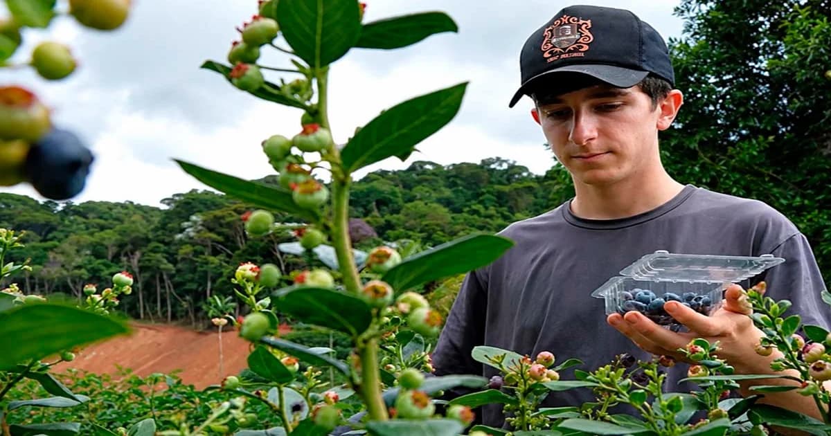 Mirtilo e tecnologia garantem o futuro de jovem no campo do ES