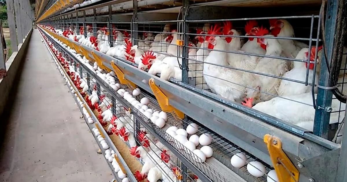 Espírito Santo produz 145 ovos por segundo e reafirma liderança no setor